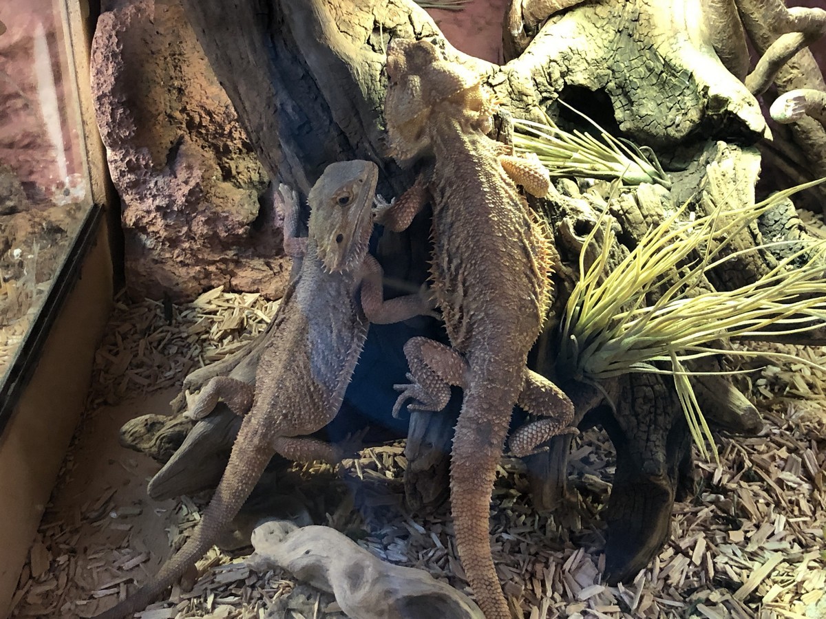 MCTB La Ferme Aux Reptiles 05.2022