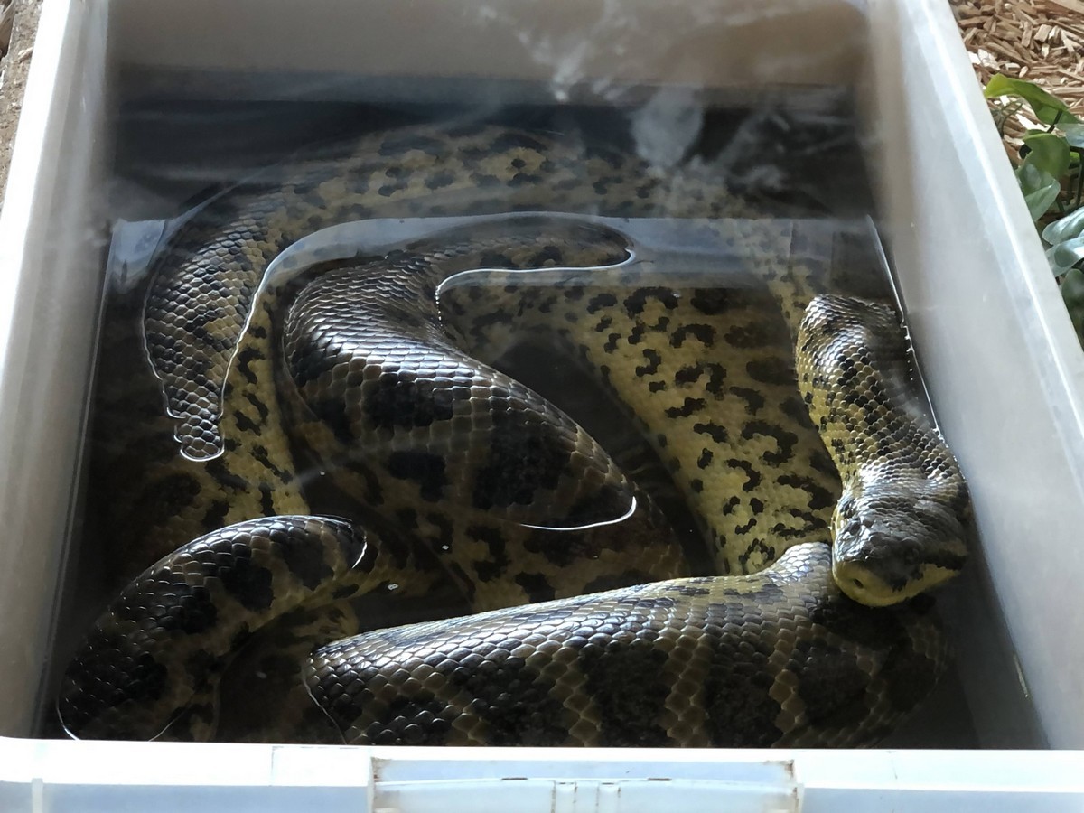 MCTB La Ferme Aux Reptiles 05.2022