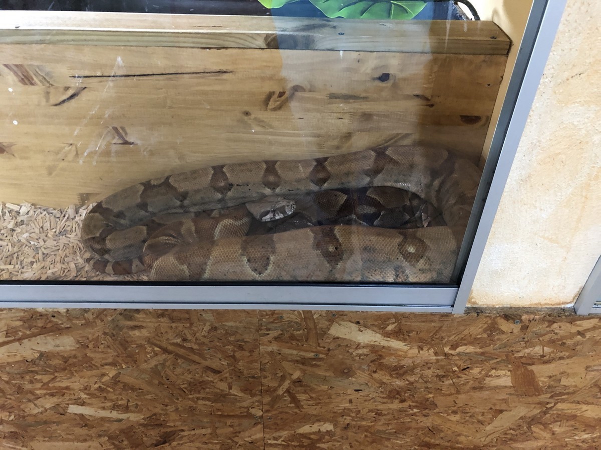 MCTB La Ferme Aux Reptiles 05.2022